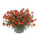 Afbeelding van Ej Portulaca P19 Orange